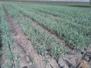 MAKE A MILLION SALE ON BULB ONION PACKAGE IN AN ACRE OF LAND