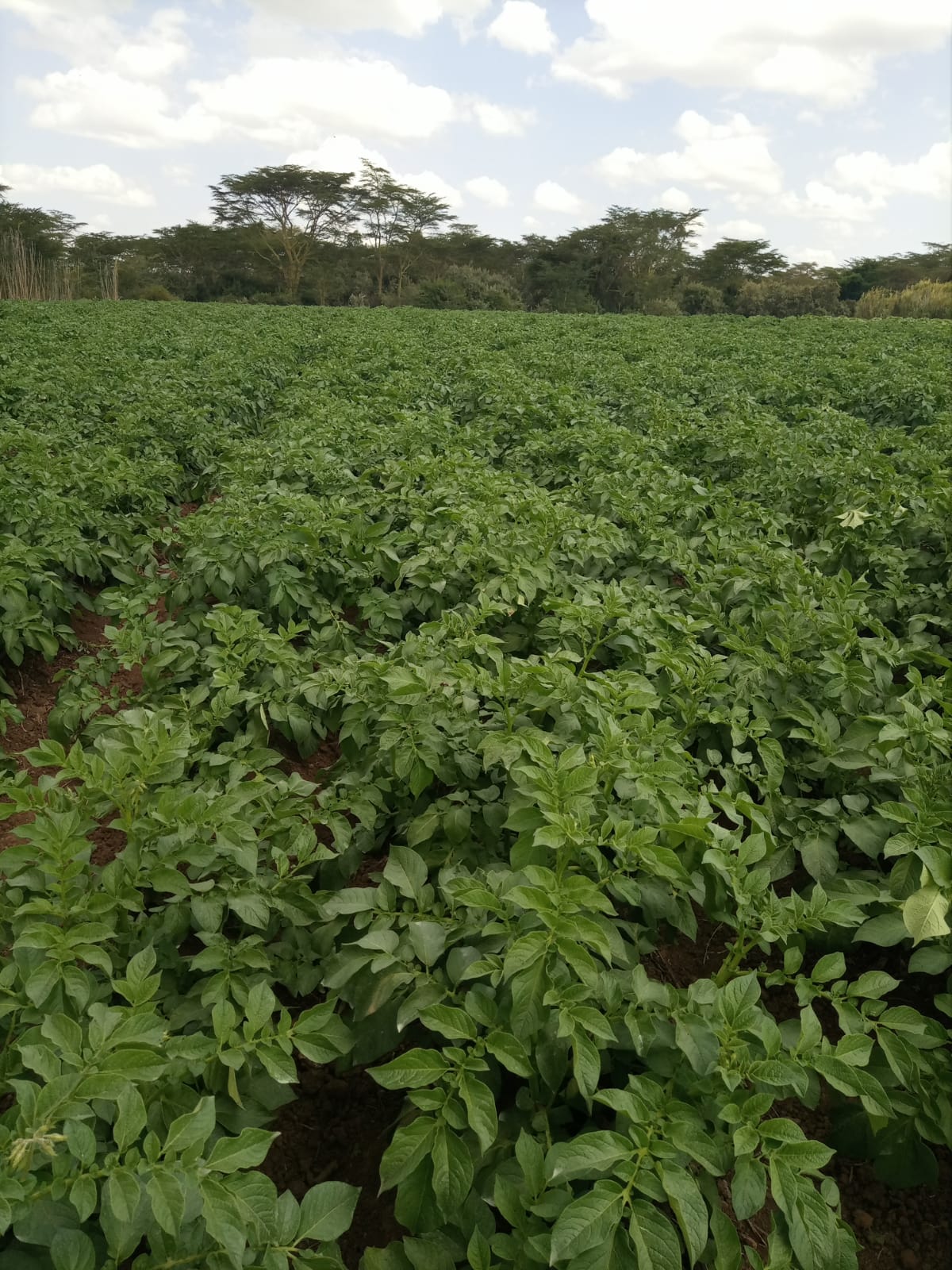Learn to earn profit by doing Potato farming